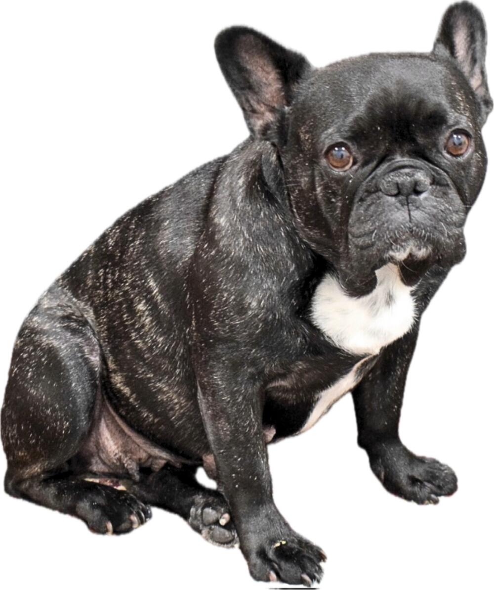 Mushie the Black Frenchie