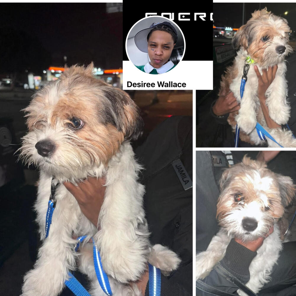 Found Fo-TzuShih Tzu / Toy Fox Terrier Mix while and brown spots