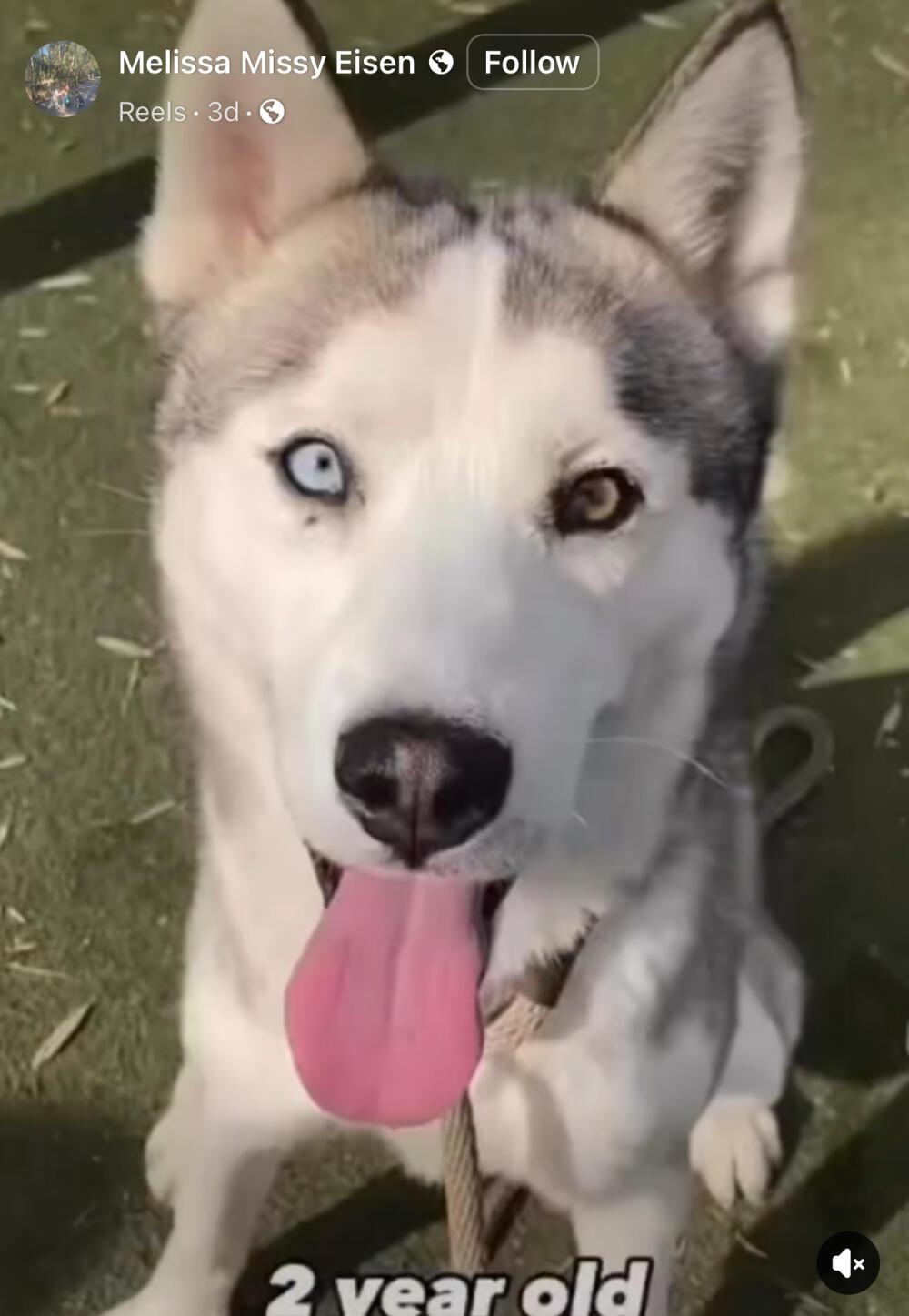 Husky 2 years old male.