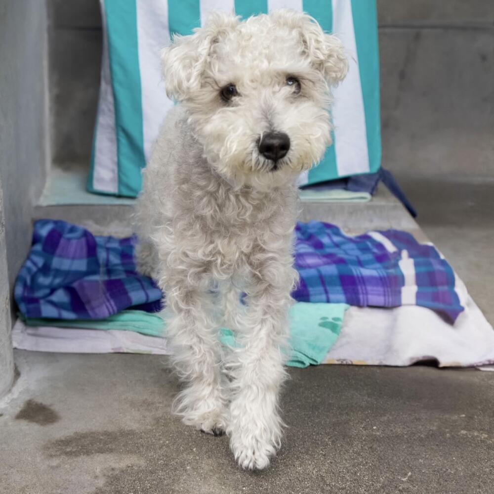 male white Maltese found in Pasadena. He was wearing a sweater