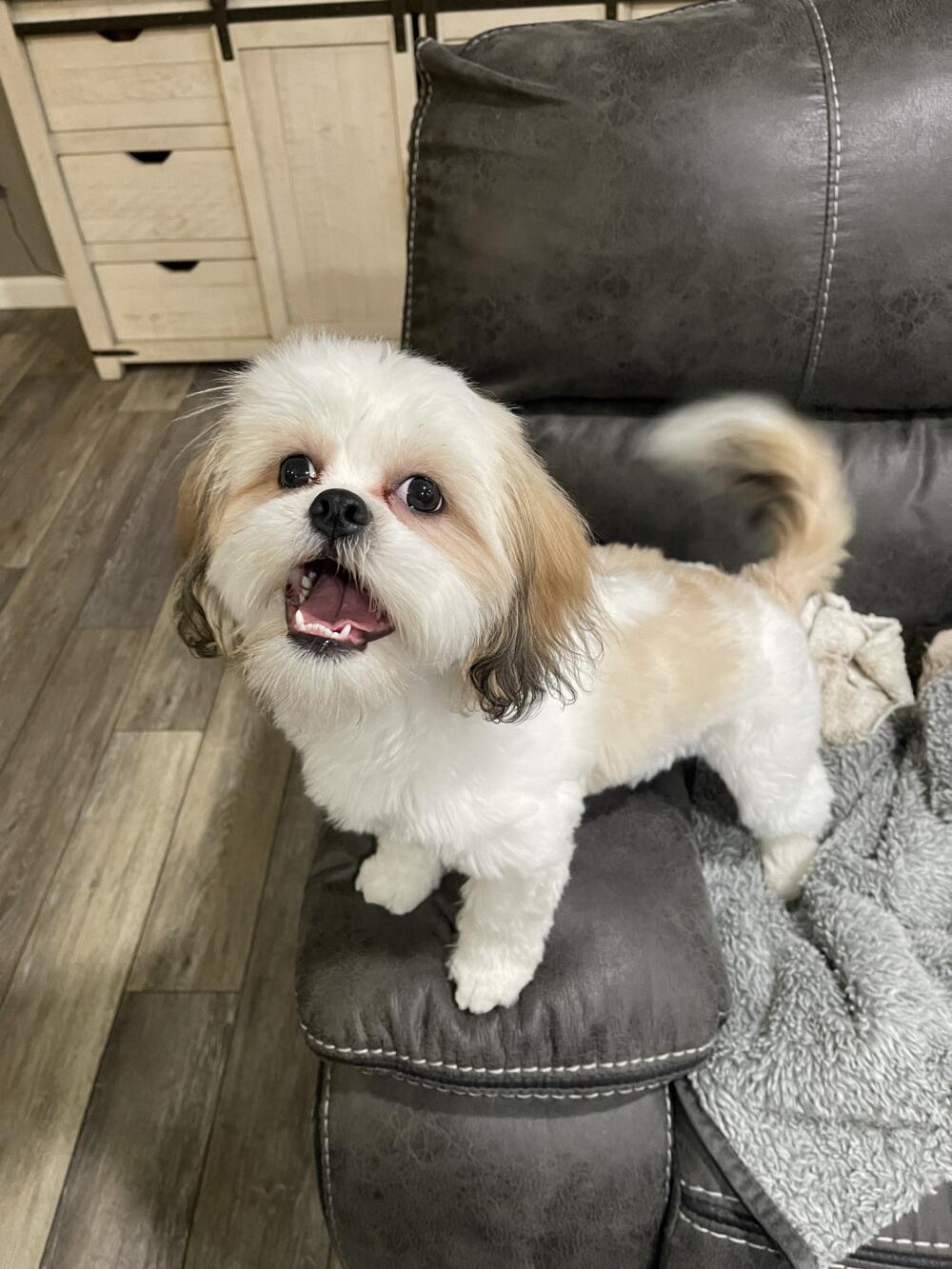 Chloeigh, Female, Shih Tzu / Lhaso Apso Mix