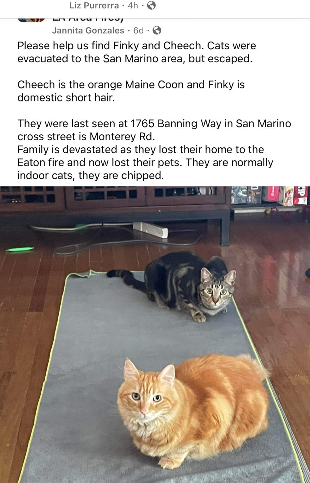 Orange shorthair and Maine Coon gray tabby