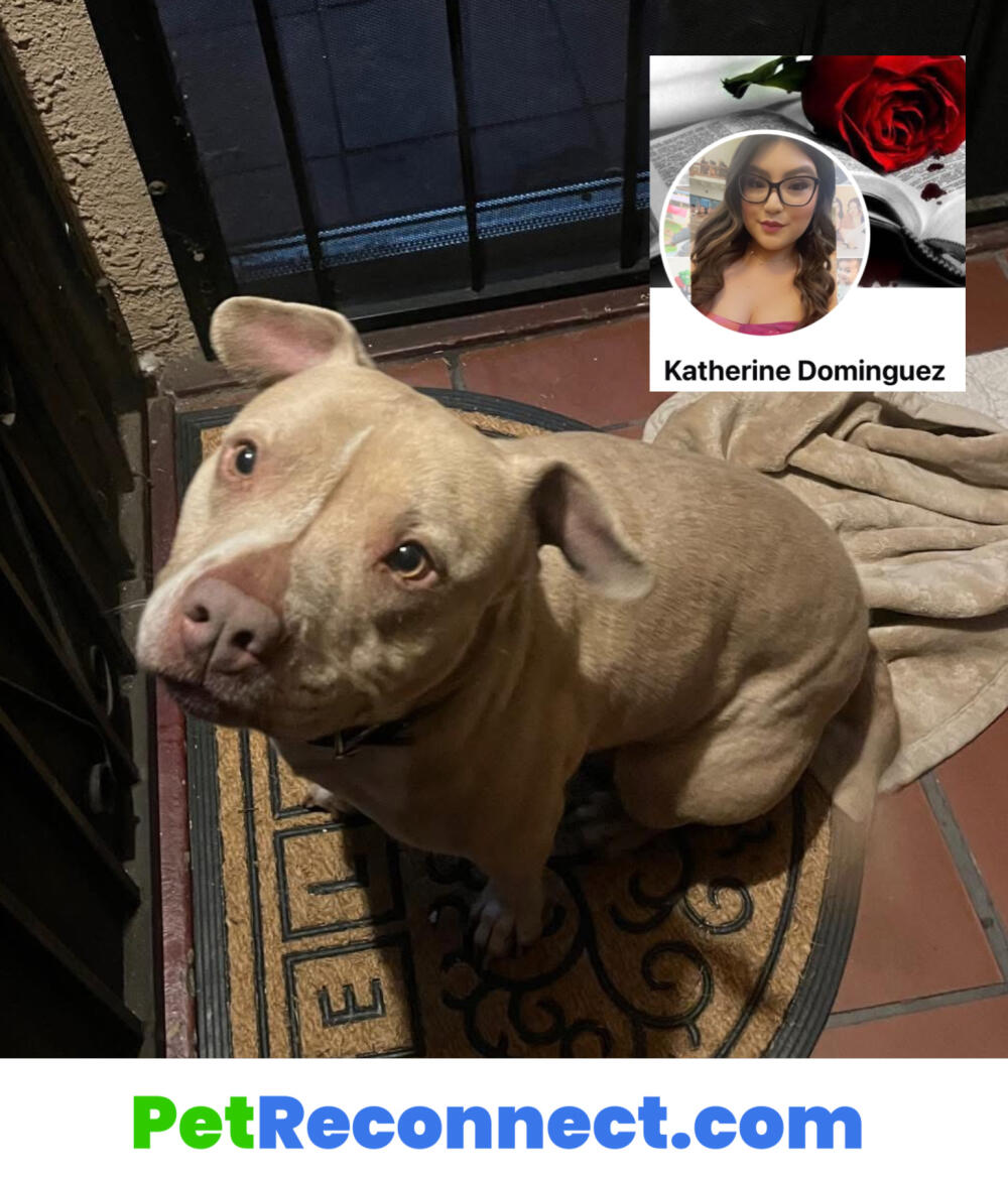 Found male light tan coat with white coloring down his neck, chest and front paws. Light brown eyes wearing a black collar.