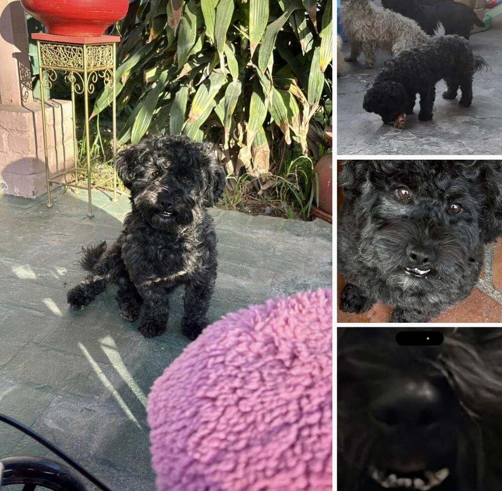 Lost black poodle. Lynwood.