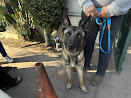 Belgian Malinois (?) German shepherd