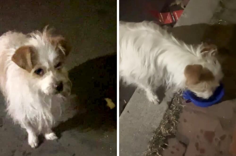 Terrier found. White blond with brown spots.