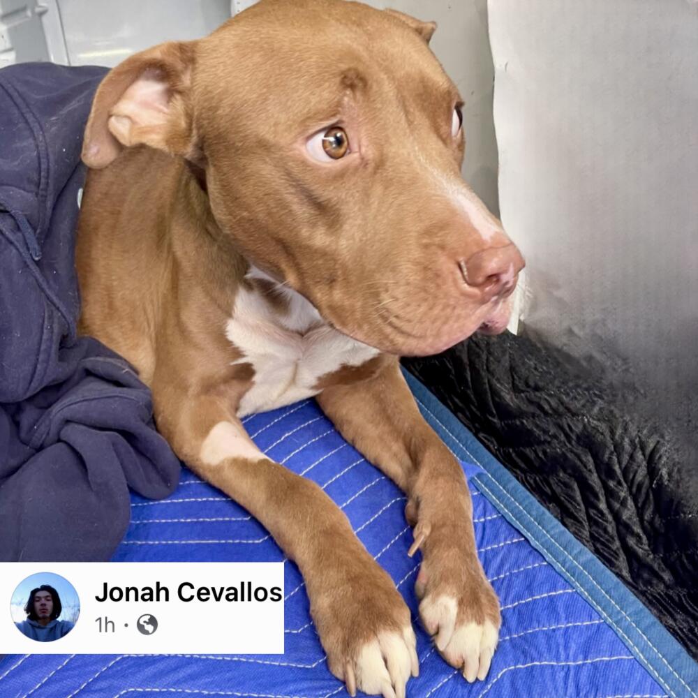 Found golden / tan and white young male Pit bull. Hollywood.