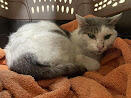 Found Shorthair cat Female gray white