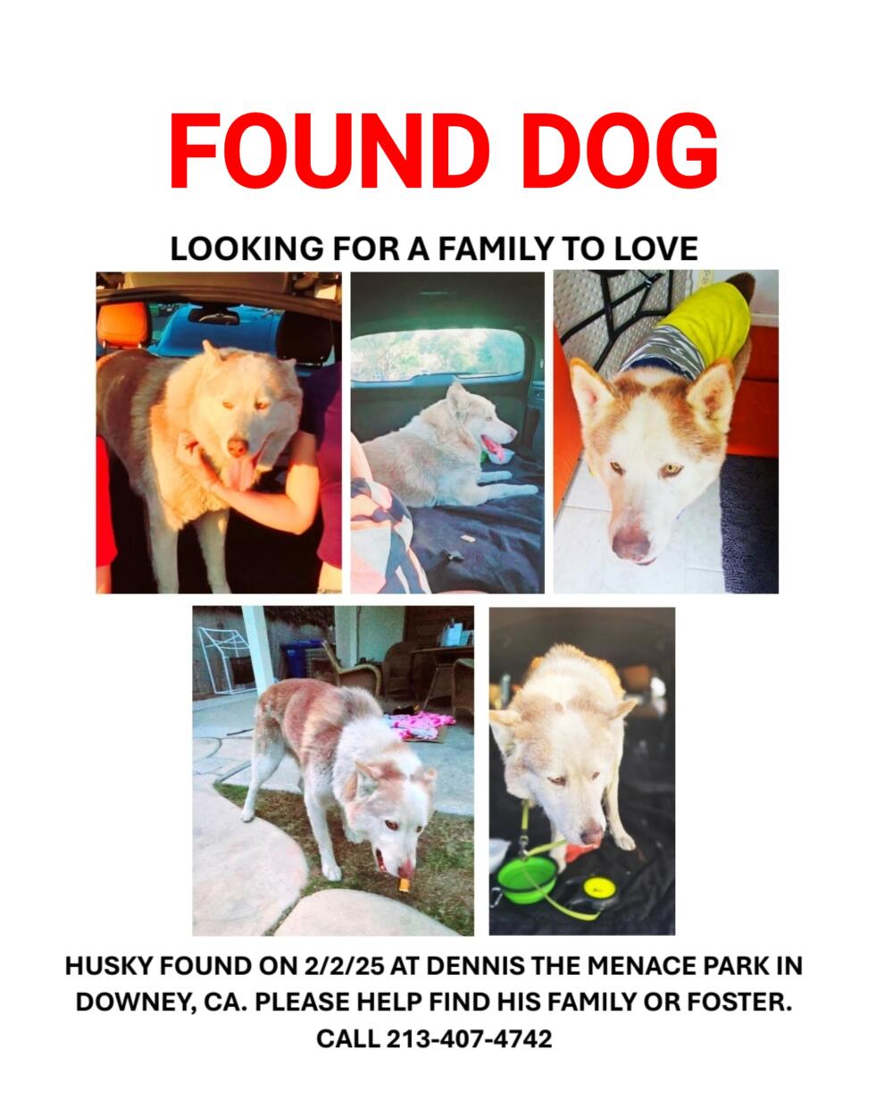 Husky tan, yellow eyes, no tail