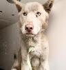 Found Alaskan Husky Dog Male