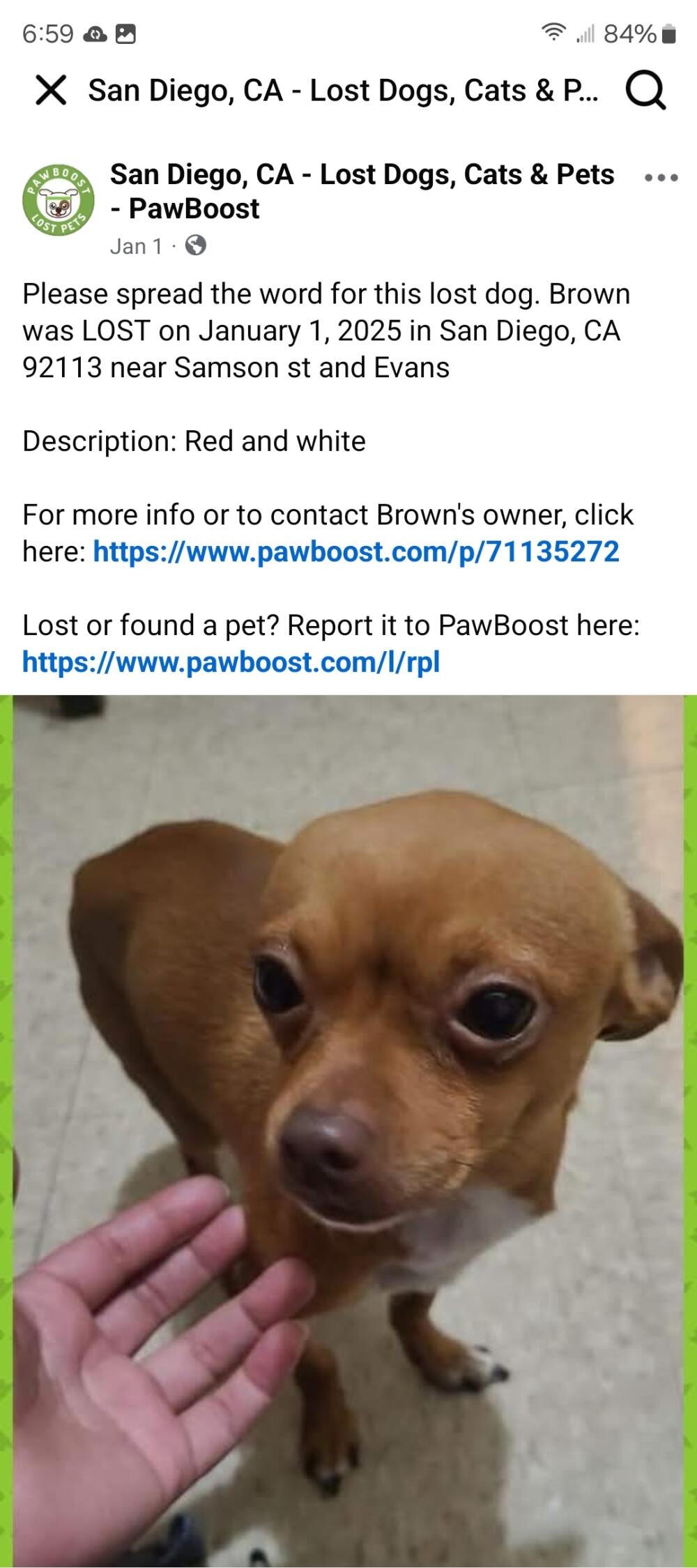 Brown, red and white chest, brown eyes.