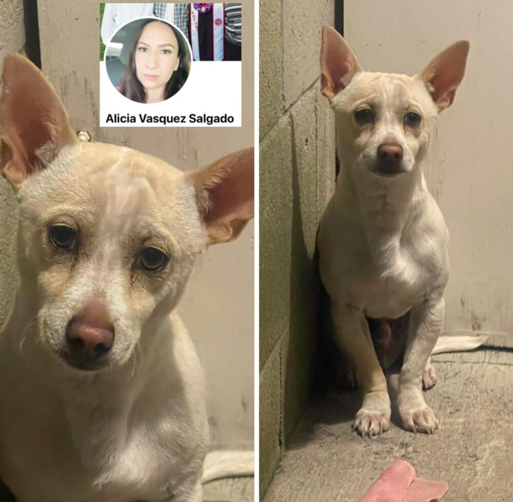 Found white male dog. Lynwood.