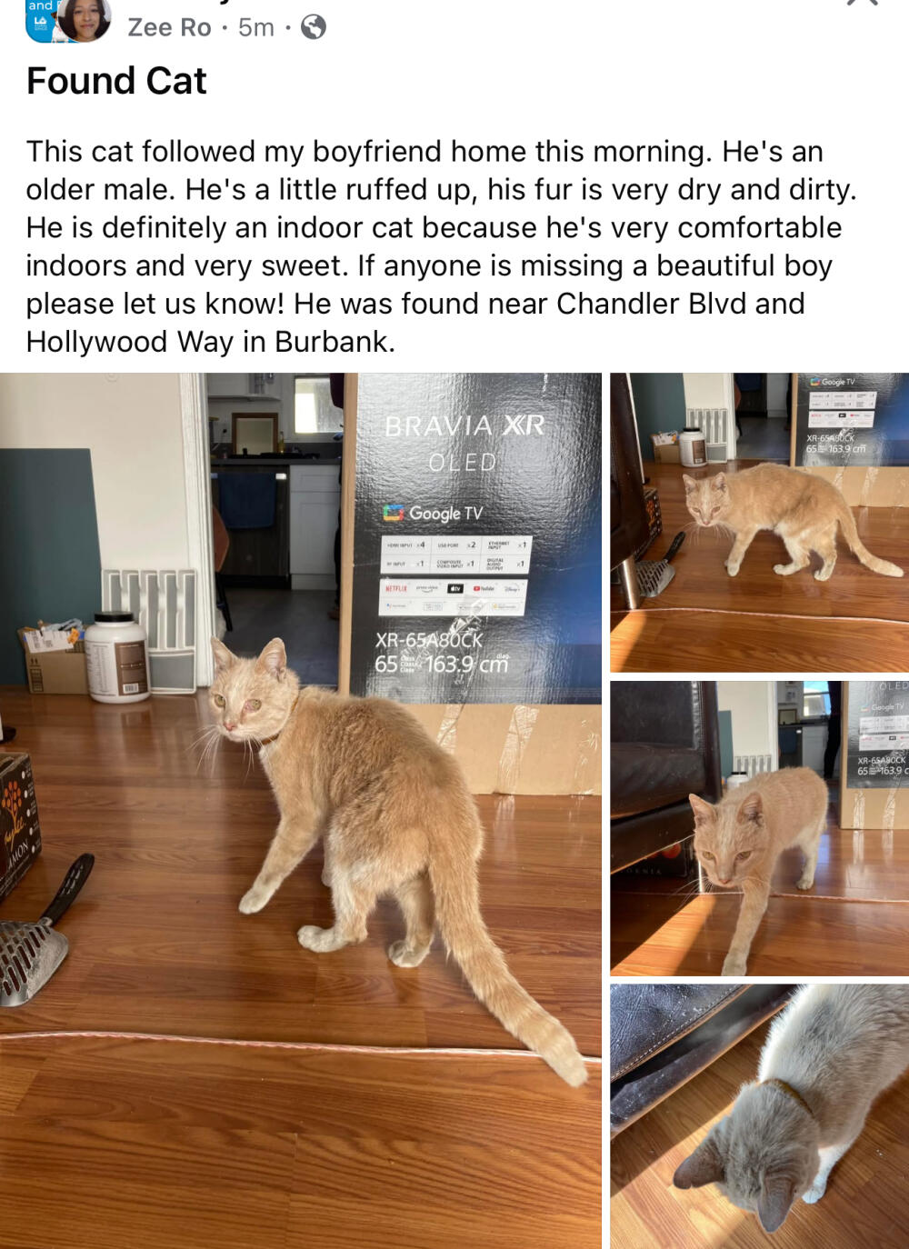 Orange tabby - Collar is faded transparent yellow.
