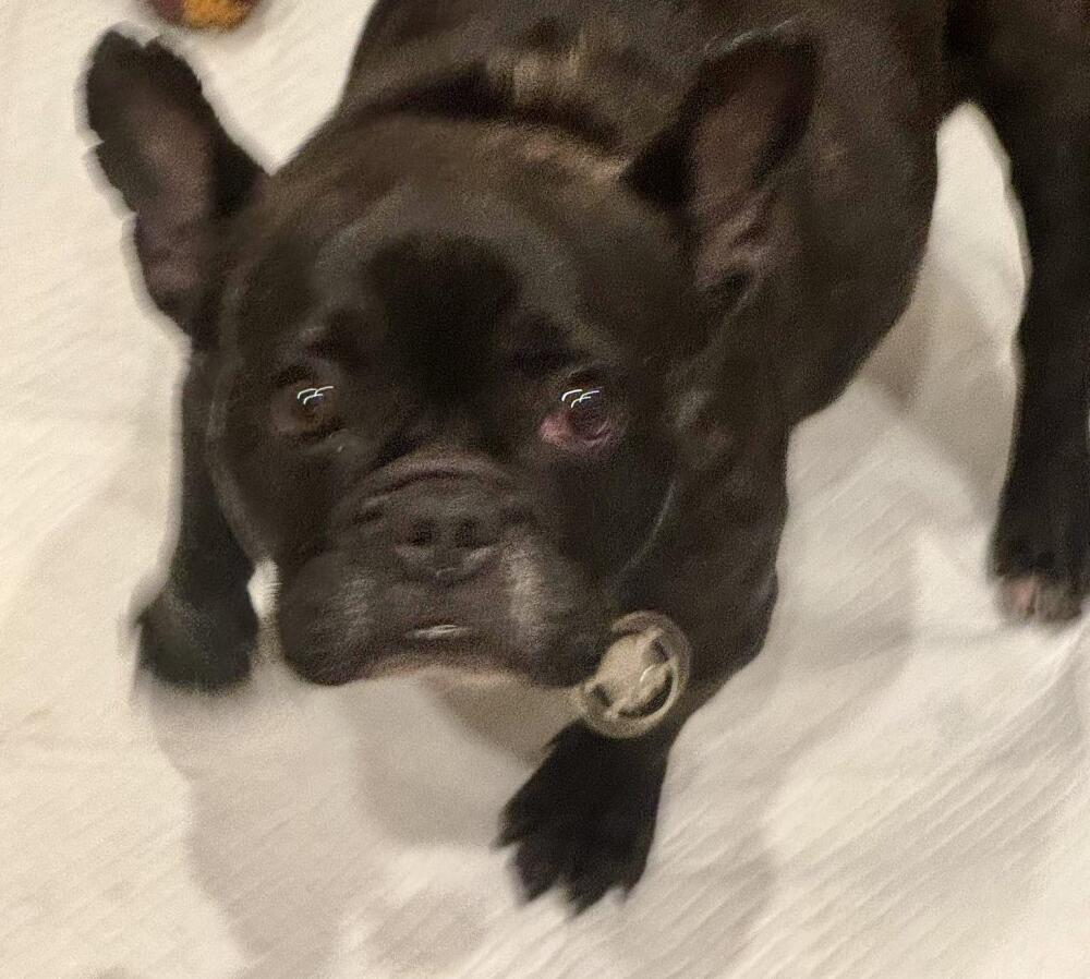 Found female black French bulldog in Marina Del Rey.