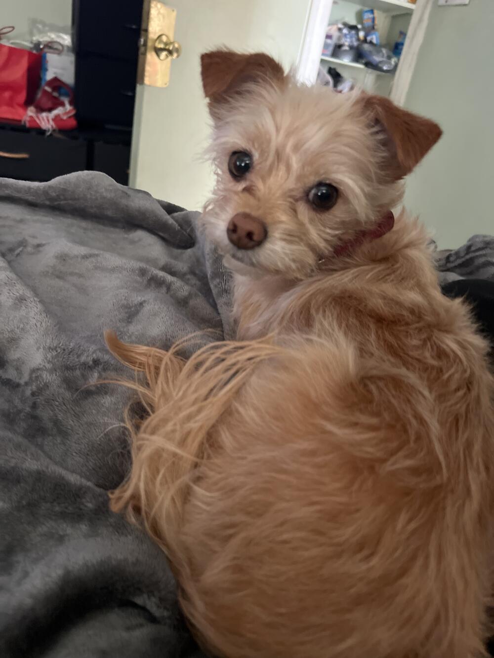 Pickles the tan Chihuahua Terrier mix