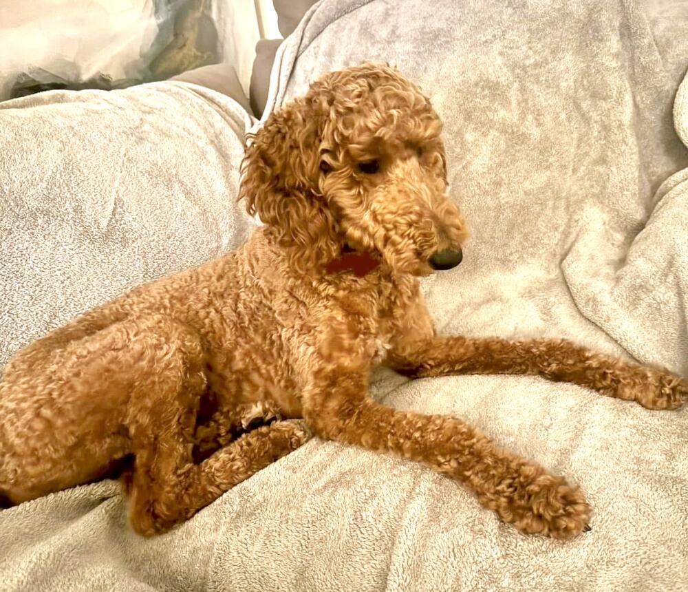 Found golden puddle female. Anaheim.