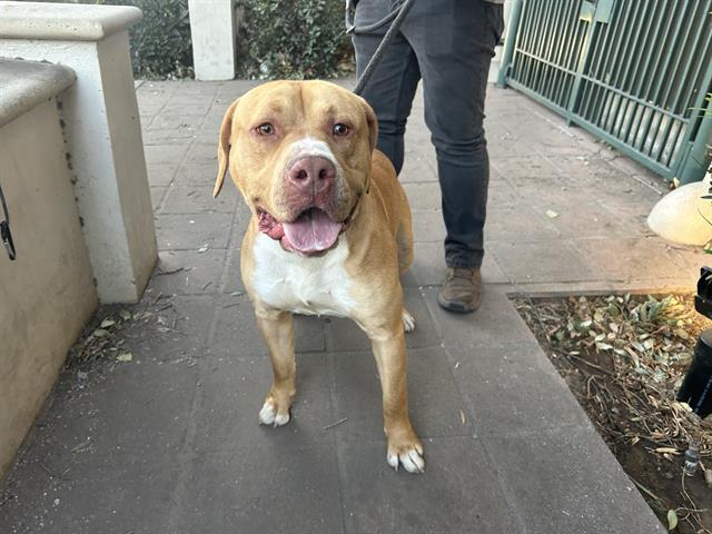 Dog found Pasadena