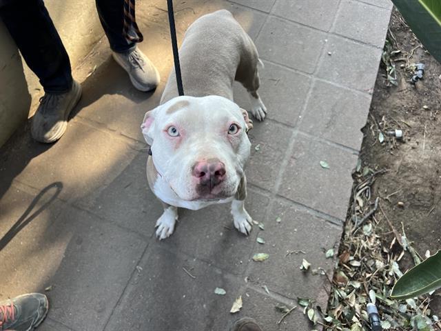 Dog found Pasadena