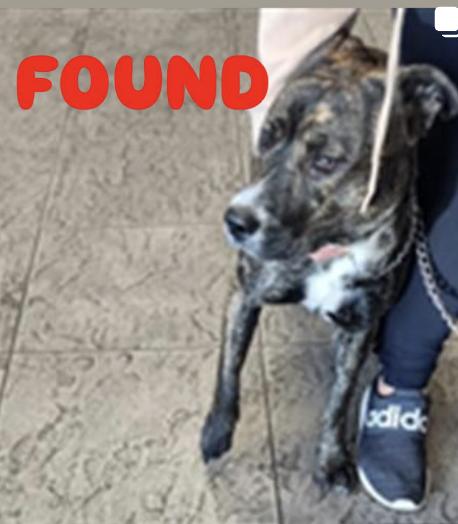 Dog found
