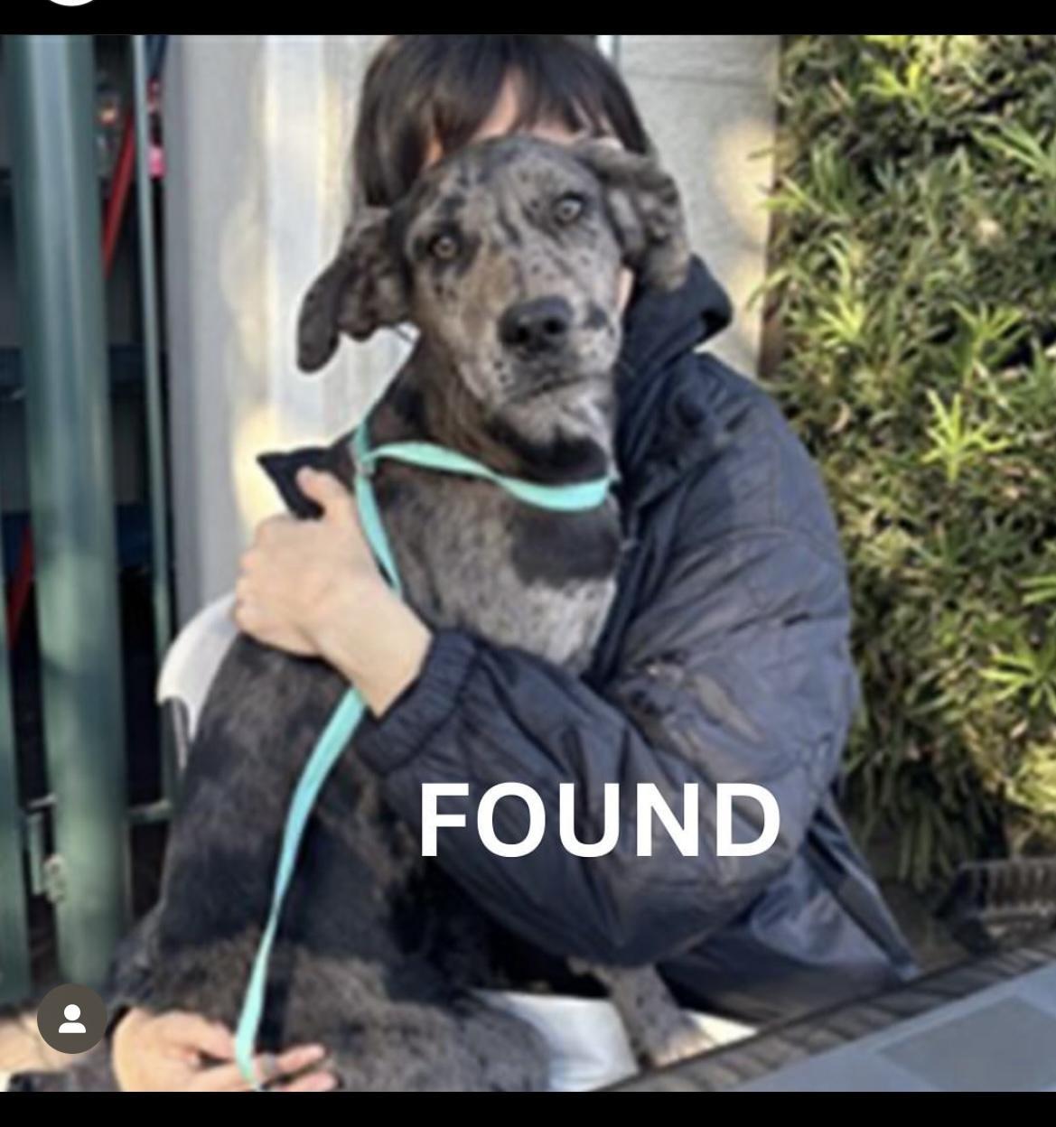 Dog found