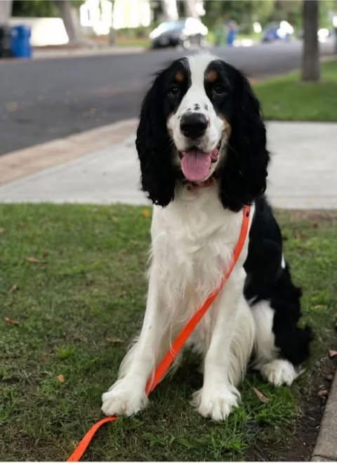 Dog lost el segundo dog park