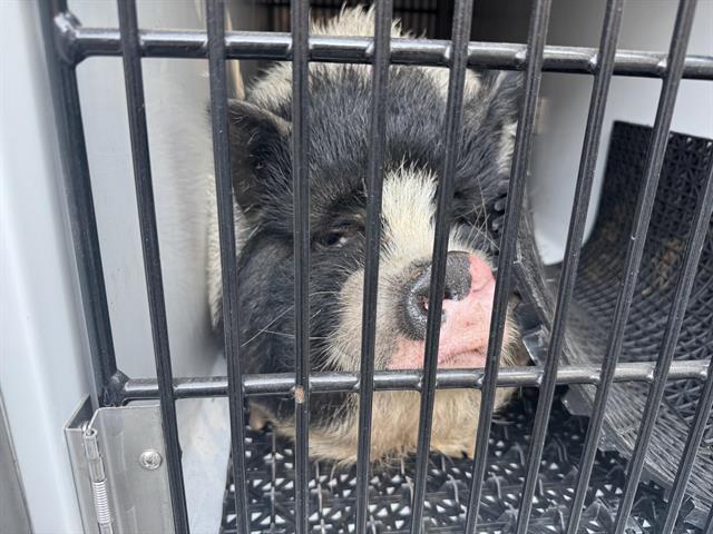 Pig found Pasadena