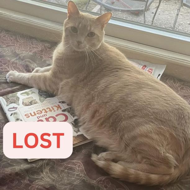 Cat lost 4 E Pine Street in Altadena near Altadena and Fair Oaks on 1/7/2025
