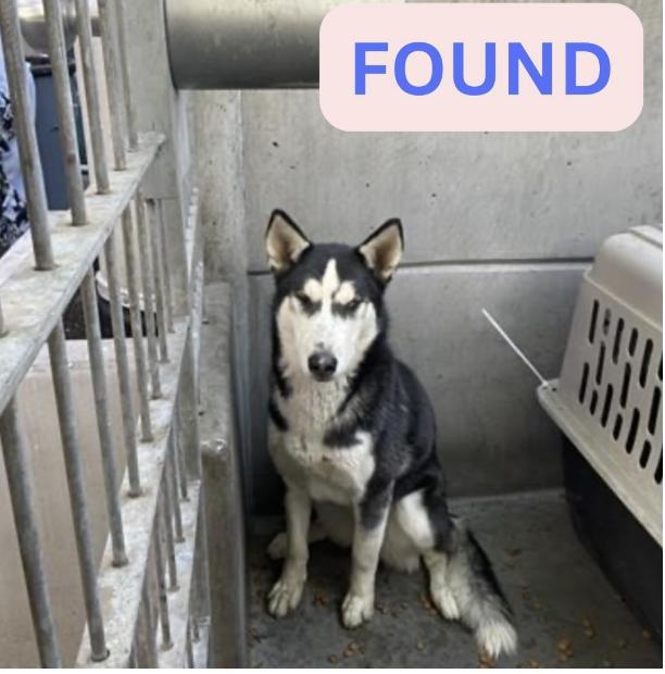 Dog found The location were the dog was found is Maiden lane and Wapello street.