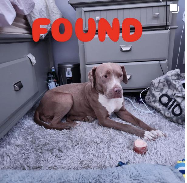 Dog found
