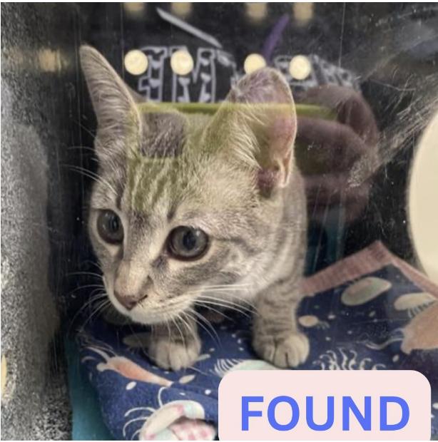 Cat found The location were the cat was found is Lake and Santa Barbara.