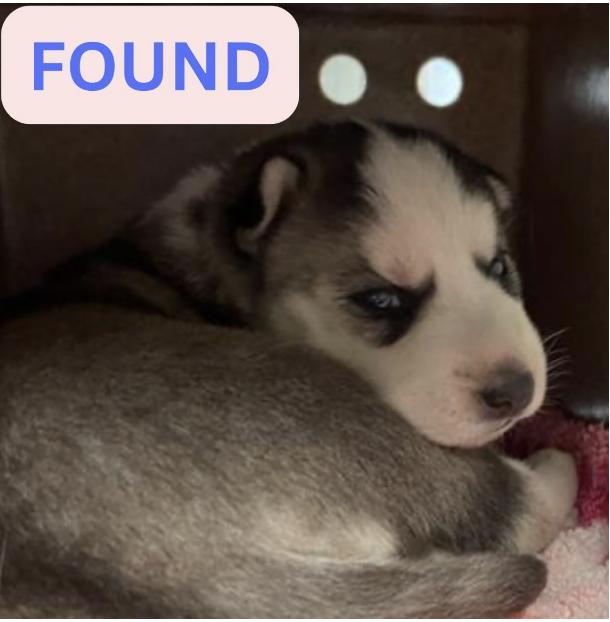 Dog found The location were the dog was found is Maiden lane and Wapello street.