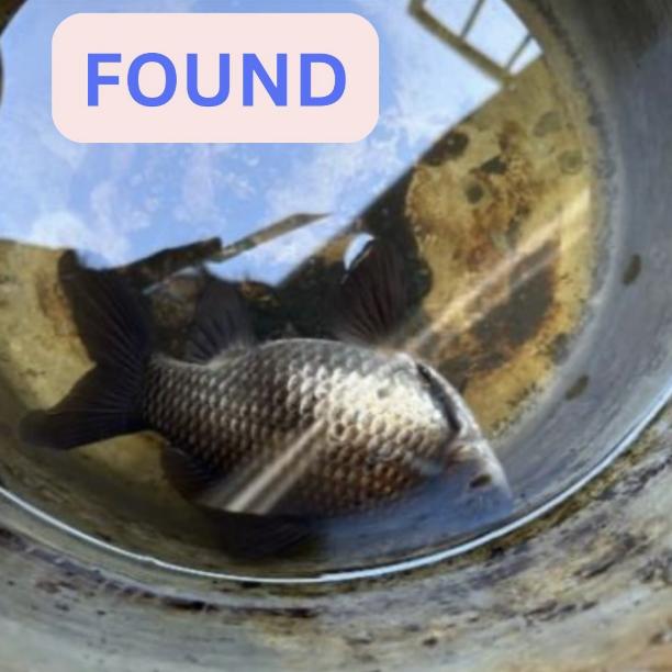 Fish found  200 Block West Terrace