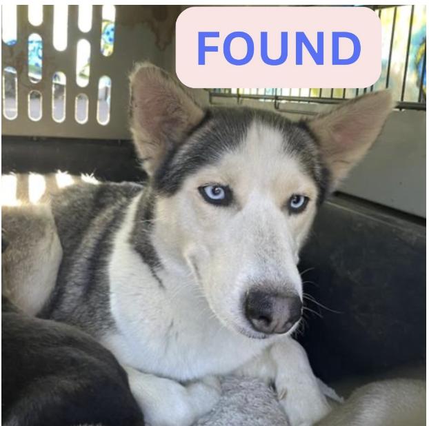 Dog found The location were the dog was found is Maiden lane and Wapello street.