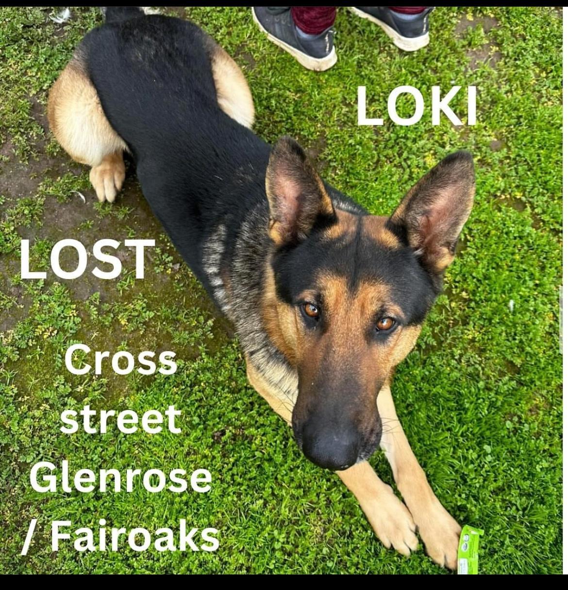Dog lost Alta Dena