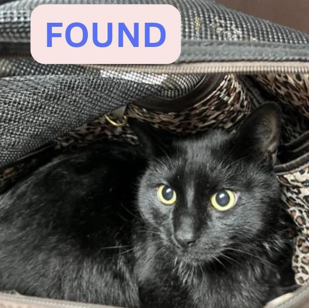 Cat found N oak and Walnut