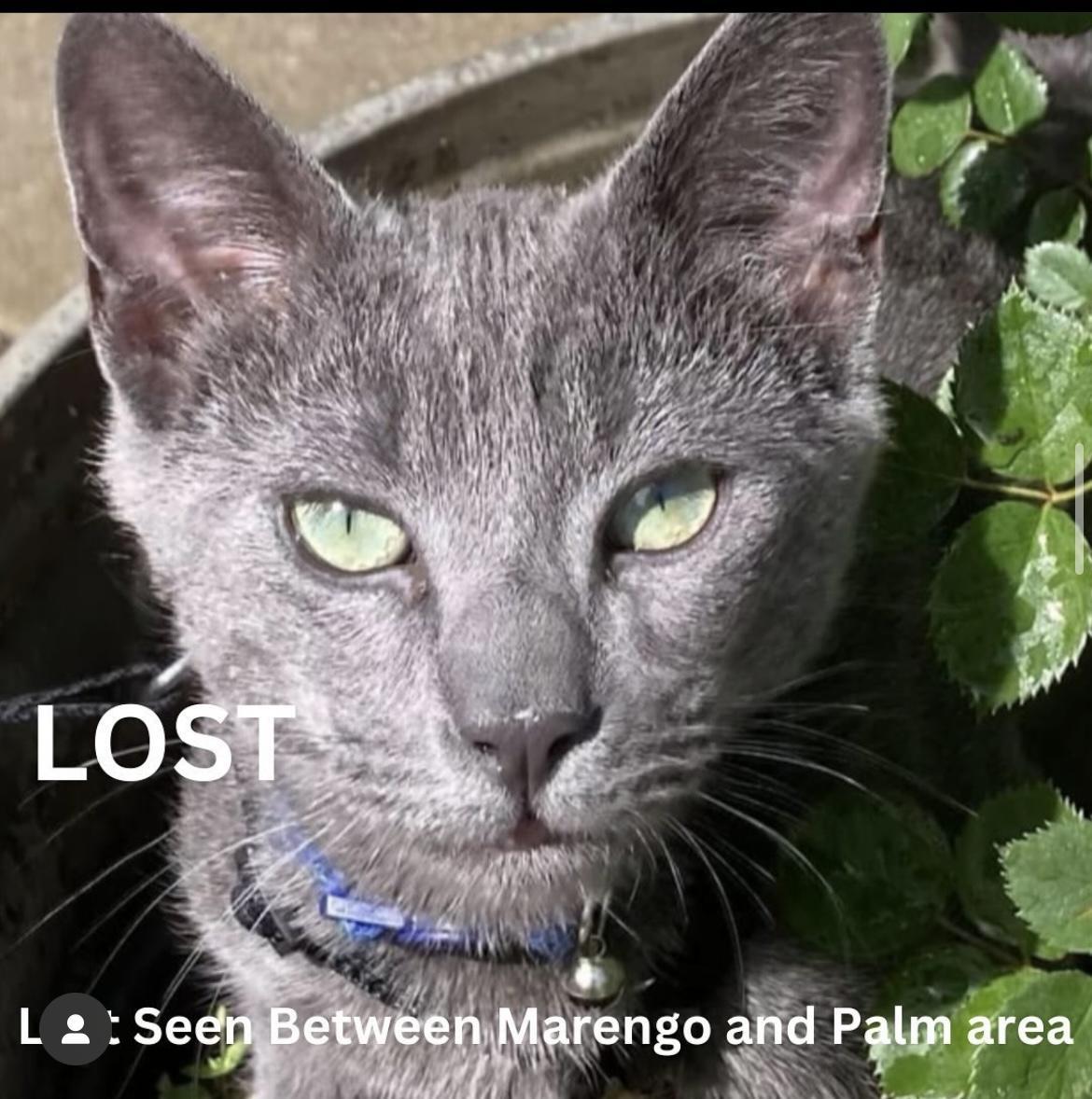 Cat lost Last Seen betwee Marengo and Palm Area