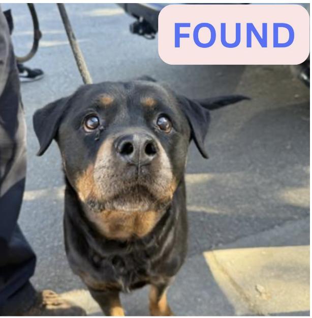 Dog found The location were the dog was found is Lincoln Off 210 Fwy.