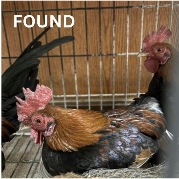 Chicken  found