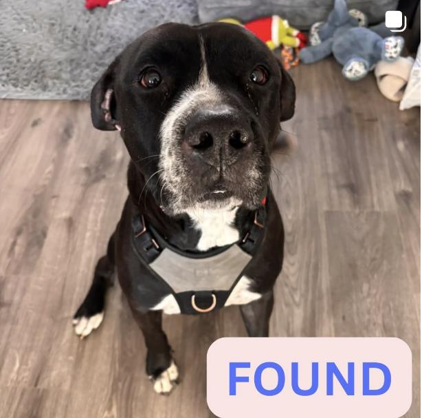 Dog found He was found on the freeway