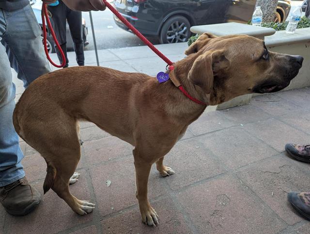 Dog found Pasadena