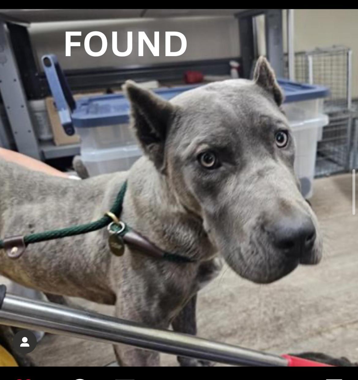 Dog found