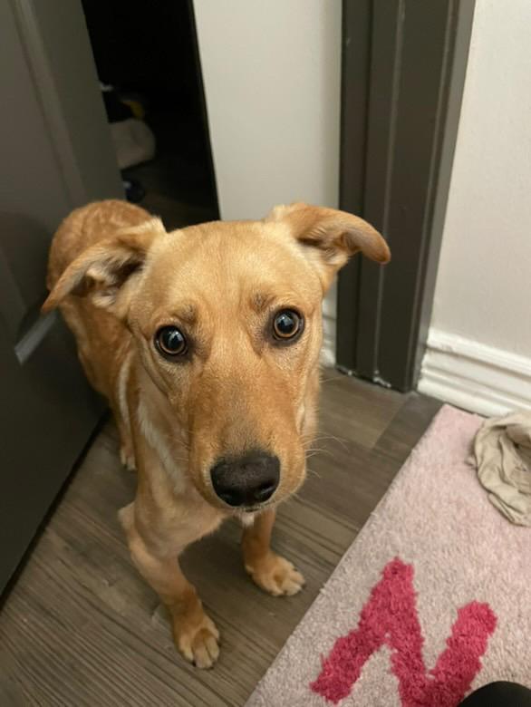 Dog found Found at Oxnard and Whitsett in Valley Glen on 1/8