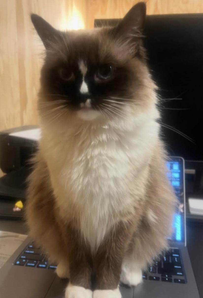 Cat lost 1267 Palisades Drive