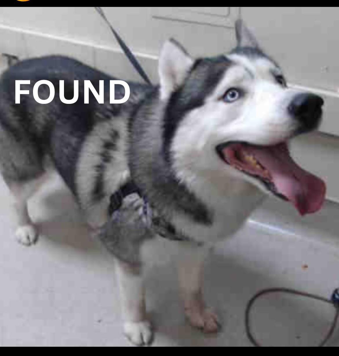 Dog found