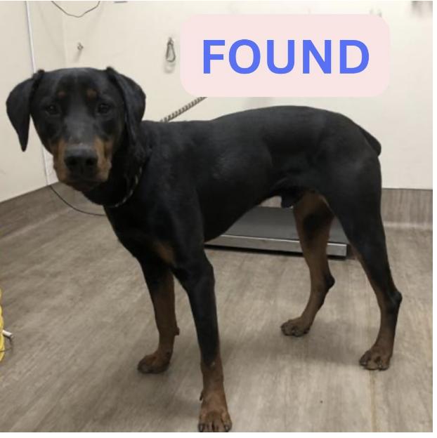Dog found Lola Avenue and E Maple street.