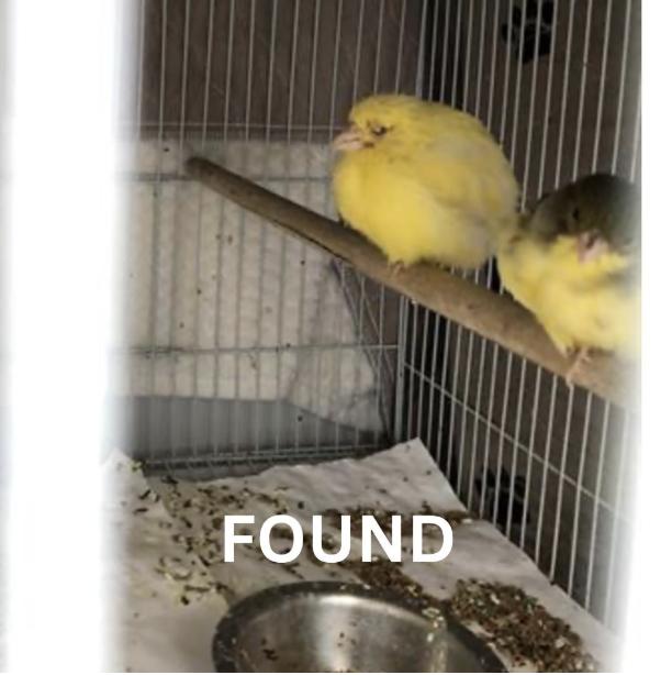 Bird found