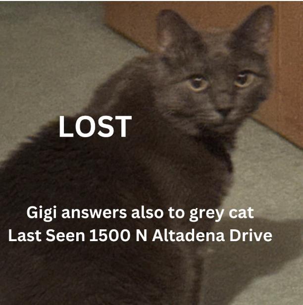 Cat lost 1500 N Altadena Dr.