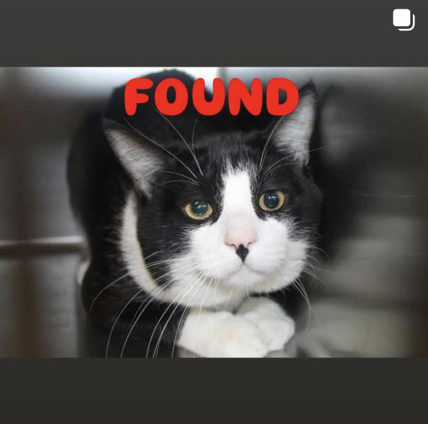 Cat found