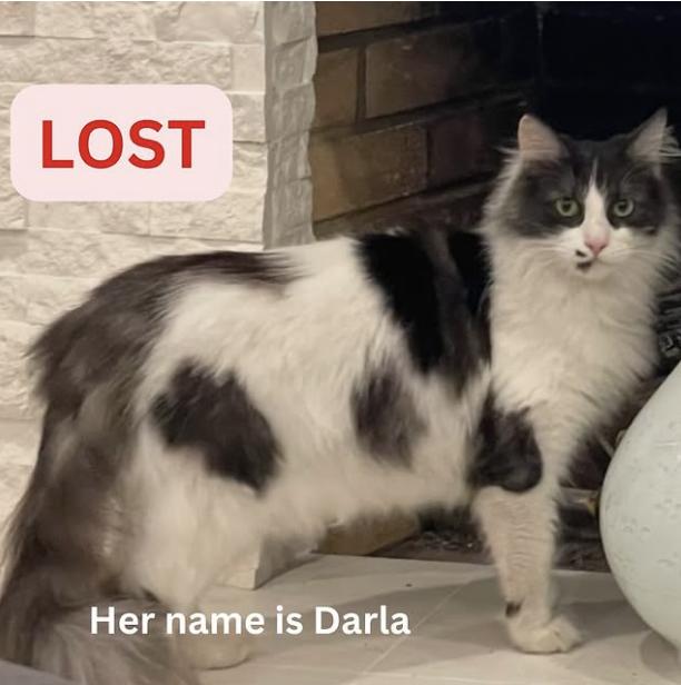 Cat lost Last seen on Alta wood drive in Latadena north of Altadena Drive