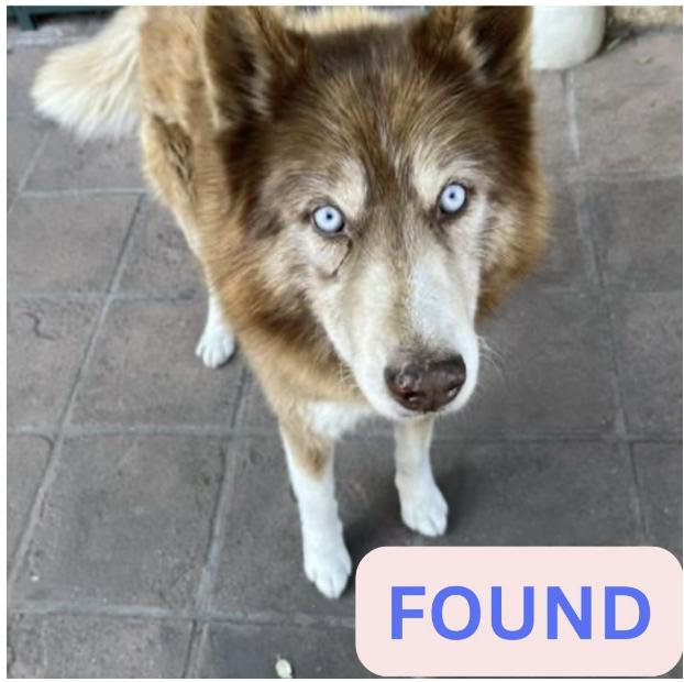 Dog found CALTECH AREA